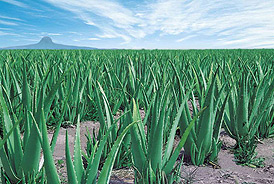 Aloe Field