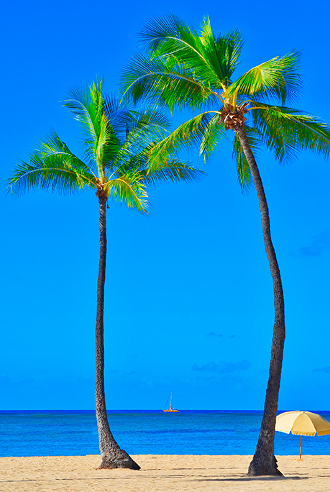 South Beach Palm Trees, Miami