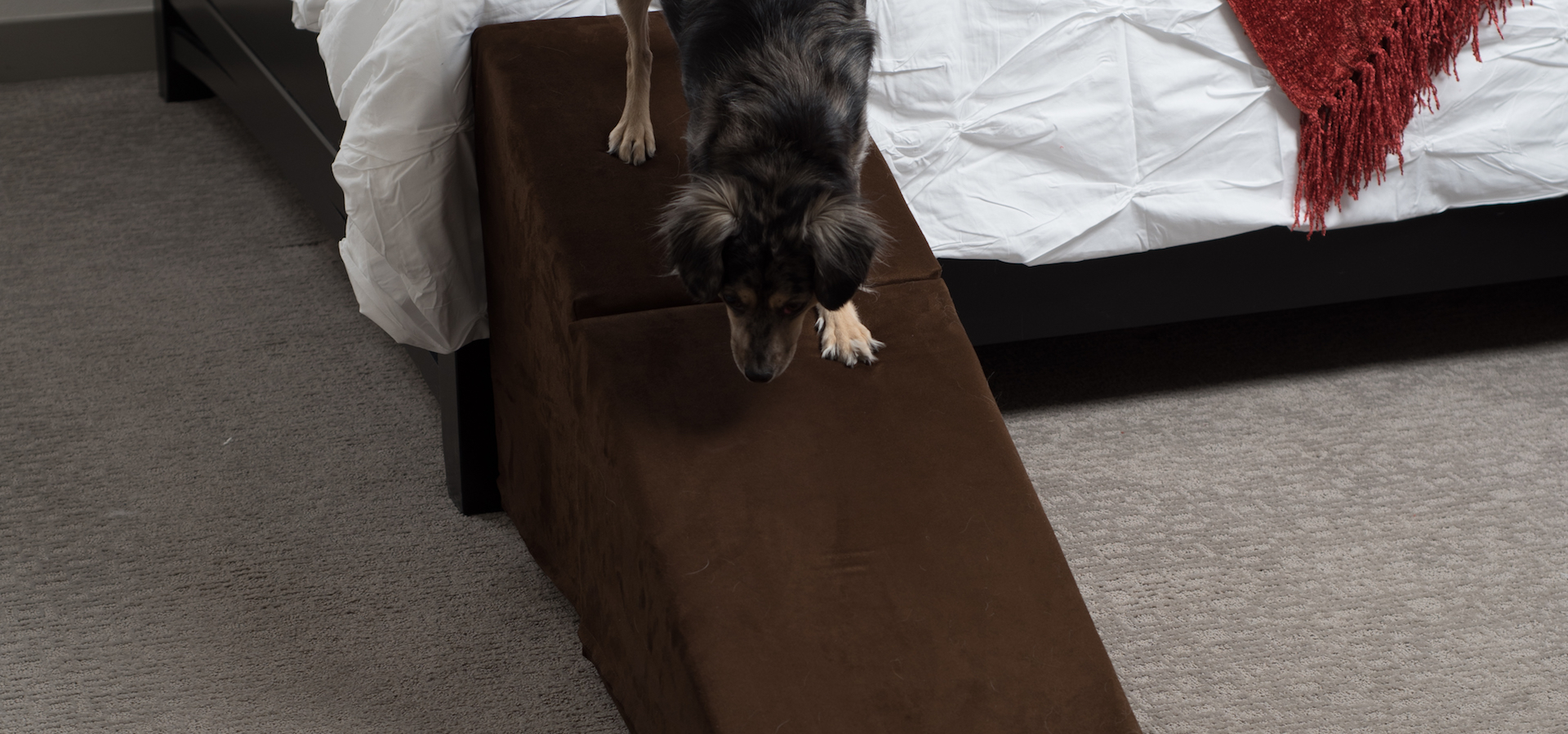 Pet Ramp USA Made Royal Ramps