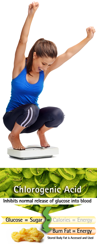 green coffee bean supplement