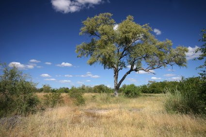 shea-tree.jpg shea-tree.jpg